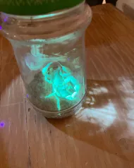 glowing scorpion in a jar