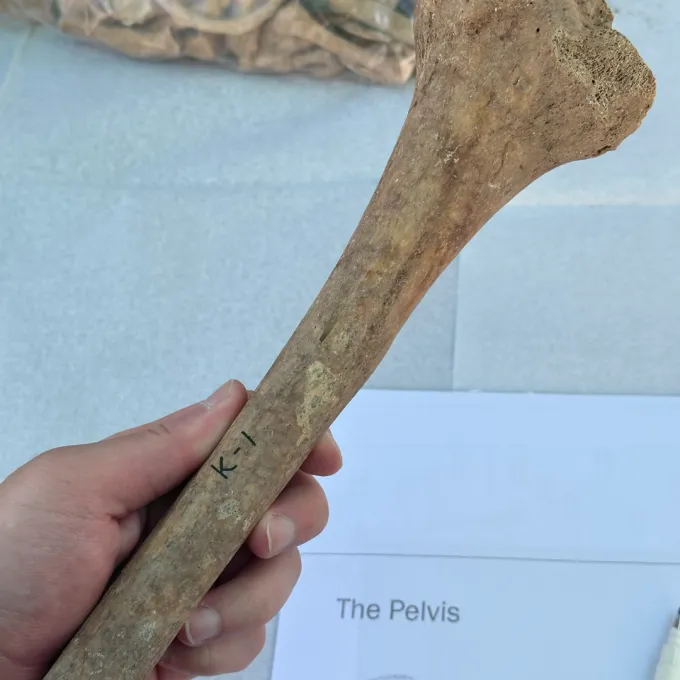 tibia bone 